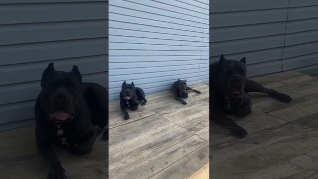 Красавцы мои❤️#tttt #cane #canecorso #канекорсо #canecorsoitaliano #канекорсоитальяно