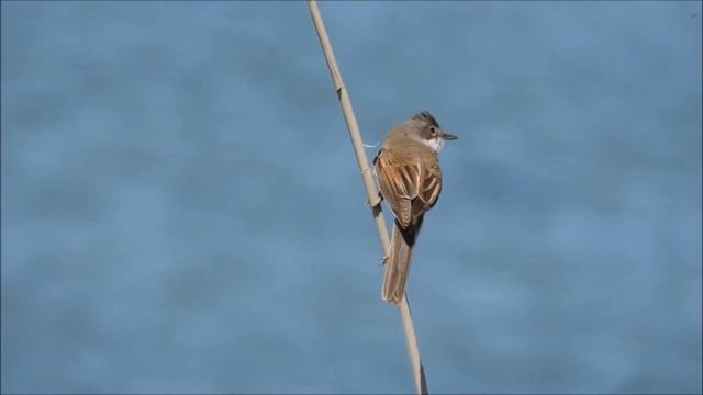 Серая славка   Sylvia Communis