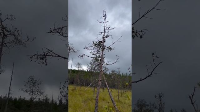 Вау 🤩 встреча как белка 🐿 сюда попала ?#батцель #лес #природа #белка смотреть онлайн