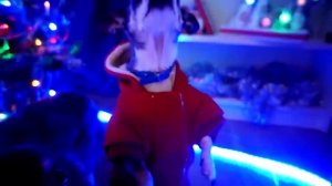 Покемон Юми чу топ?