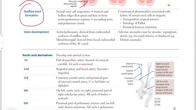 Cardiovascular Embrology First Aid Lectures For Usmle Step1  Lecture -1