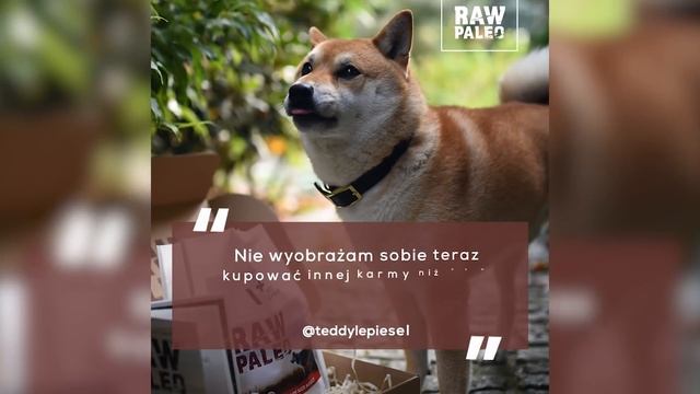 Opinie o Karmie RAW PALEO смотреть онлайн