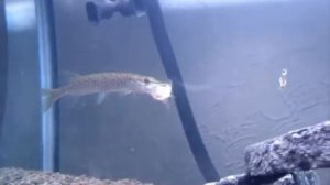 Щука в аквариуме