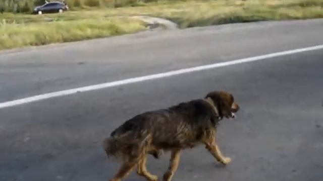 Собака выполняет команду уйти с дороги смотреть онлайн