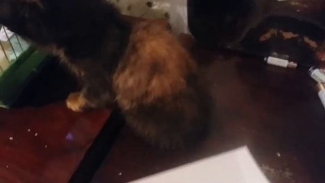 Принесёт ли фея мне хомяка смотреть онлайн
