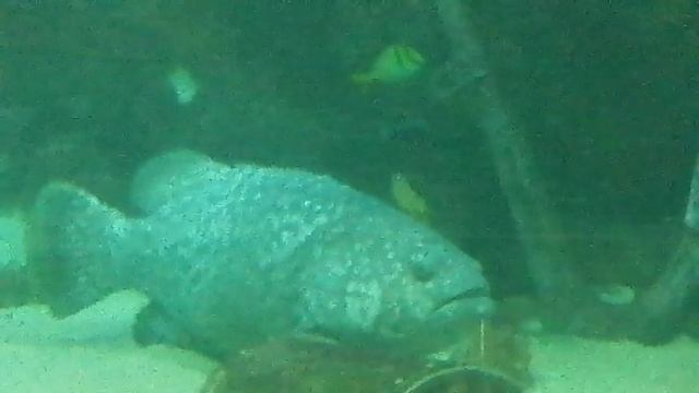 Океанариум. Адлер. Сочи. Февраль 2024г. смотреть онлайн