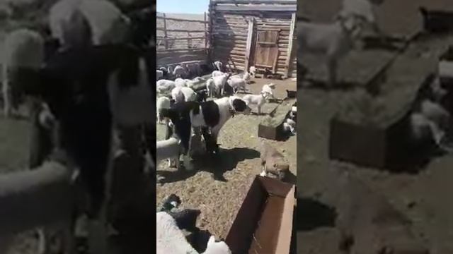 собака делиться своим молоком с ягнятами