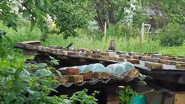 Сороки против кота смотреть онлайн