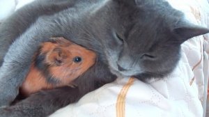 Кошка и морская свинка