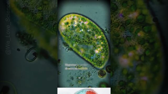 "Endosymbiosis between Paramecium bursaria and Chlorella: A Beneficial Alliance" смотреть онлайн