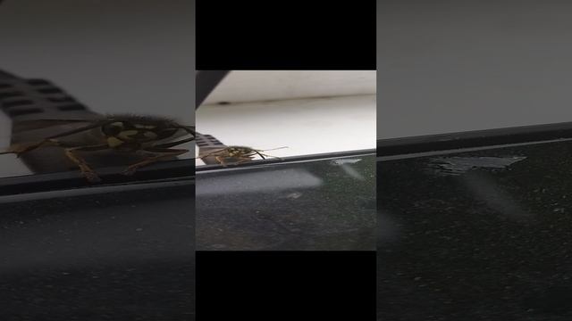 Оса зимой дома.