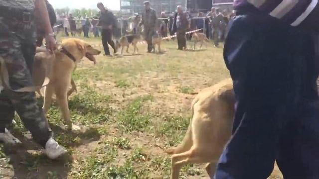 Воронежская областная выставка охотничьих собак 2017 смотреть онлайн