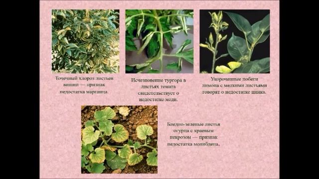 МИНЕРАЛЬНОЕ УДОБРЕНИЯ 9-КЛАСС ХИМИЯ смотреть онлайн