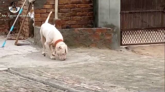 OMG 😱 रातो रात हुआ प्राइस आधे से भी कम | white pitbull for sale | कोडियों के भाव मे मिल रहा है смотреть онлайн