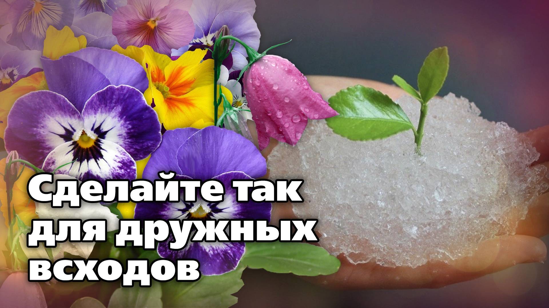 Способы стратификации семян. Ради крепких, здоровых и дружных всходов смотреть онлайн