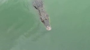 Охота на крокодила