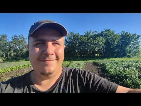 САРАЙ ДЛЯ КУР - эпопея продолжается! Вести с полей))) смотреть онлайн