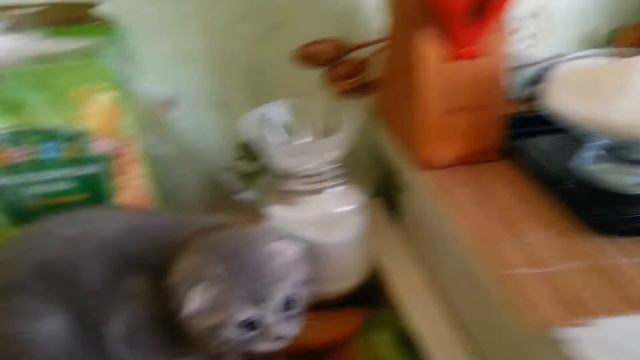 Британские вислоухие смотреть онлайн