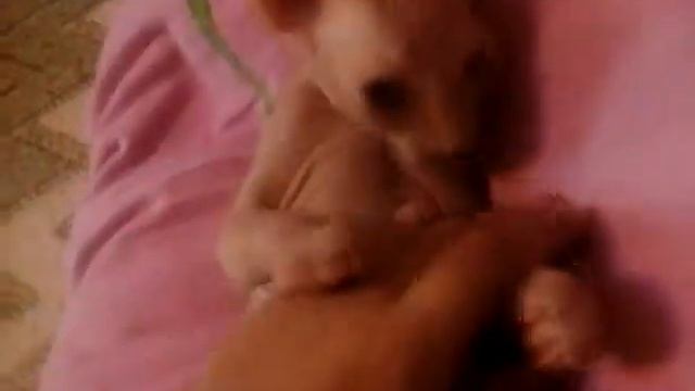 Мой кот породия (ТАЕТ ЖИР) смотреть онлайн