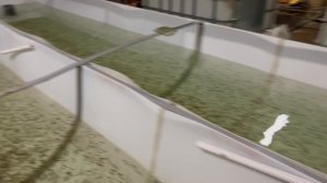 Малек форели подрастает