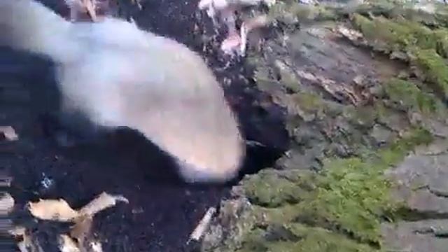 хорек на прогулке смотреть онлайн