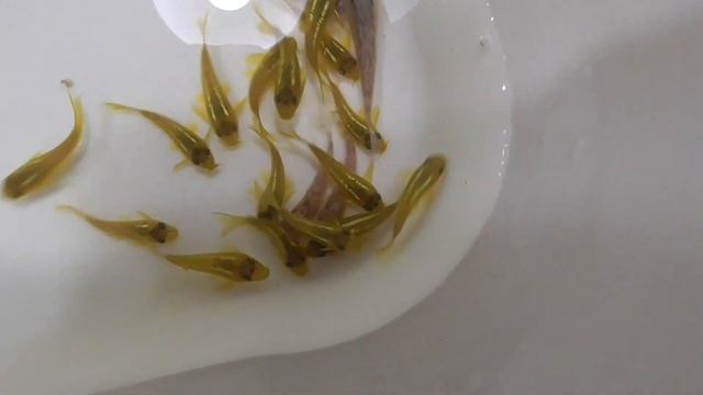 Corydoras sp. "Green laser" & Aspidoras sp. CW 52 смотреть онлайн