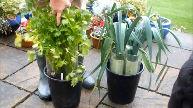 How to grow Potatoes & Leeks & Celery in Seaweed and Leaves experiment. The end. смотреть онлайн