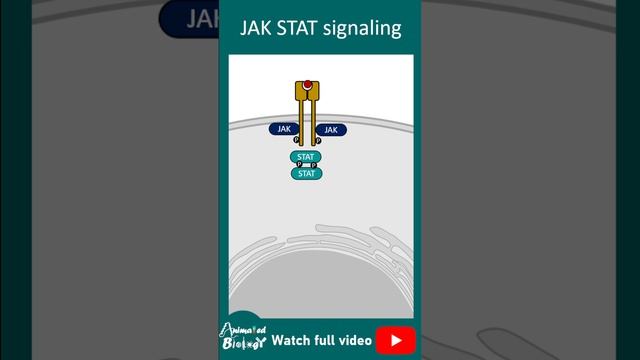 JAK STAT pathway | 1 min cell bio смотреть онлайн