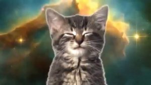 Кошки танцуют и поют