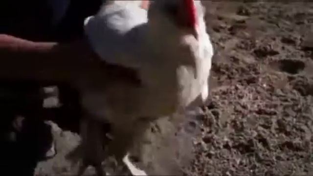 Куриный танец смотреть онлайн