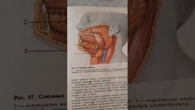 шилекей бездери смотреть онлайн