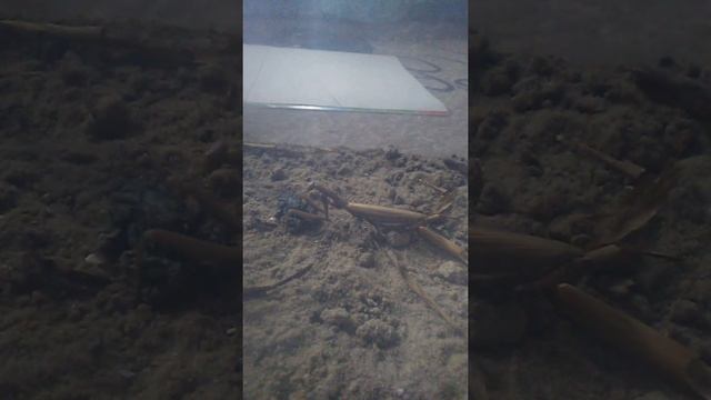 Багамол Vs лягушуа