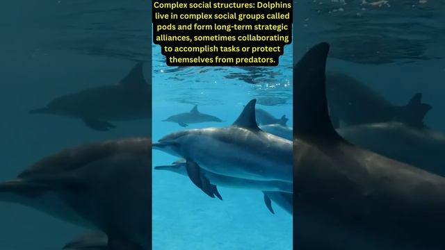 5 Fascinating Nature Facts About Dolphins | Discover the Wonders of Dolphin Life смотреть онлайн