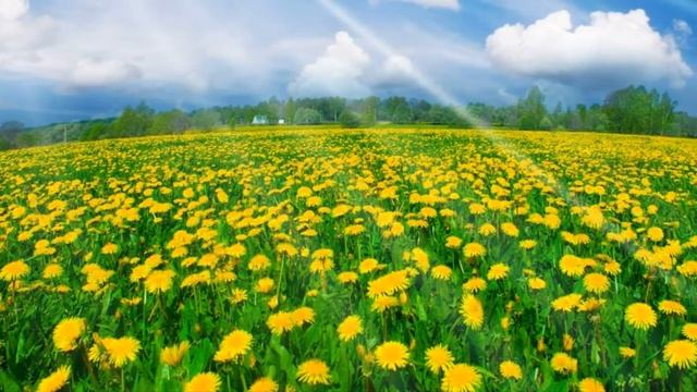 Луга смотреть онлайн