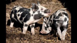 Звук визга поросенка