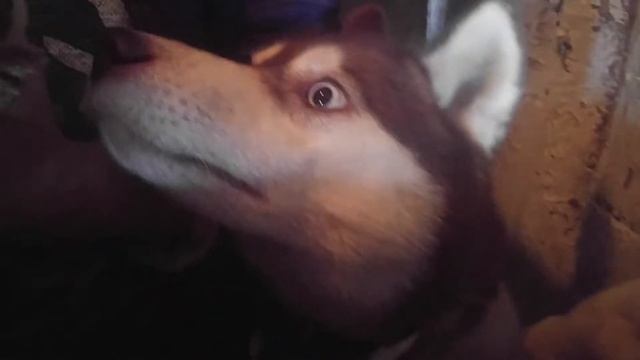 Я і моя сестра Наталка розводимо лайки,гаскі.15 січня 2019. смотреть онлайн