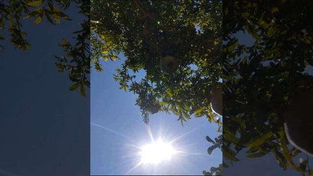 musica dell anima🤍... buon pomeriggio☀️ смотреть онлайн
