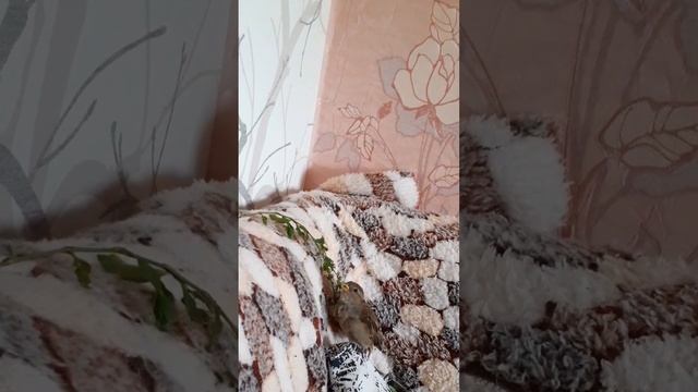 Домашний воробей кушает траву 🌿 смотреть онлайн