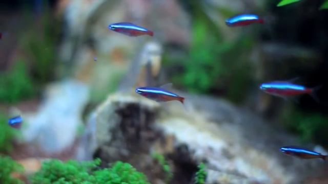 Neon Cardinal - Videoclip