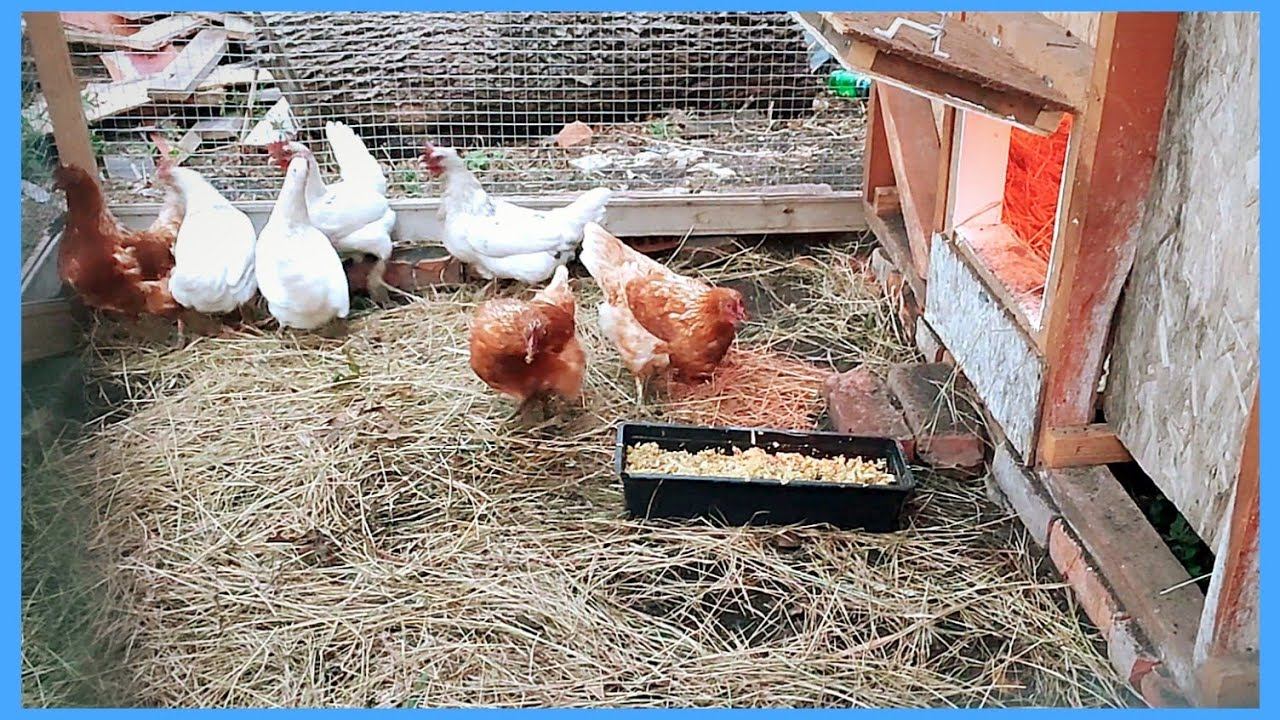 Вкуснейший ужин для курочек))) Вечерние хлопоты Колхозника))) смотреть онлайн