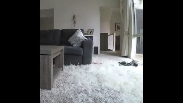 Французский бульдог / French Bulldog