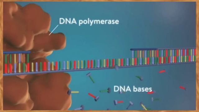 Basic Biology Lesson. DNA Replication