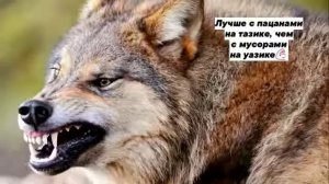 великие цитаты волка ауф