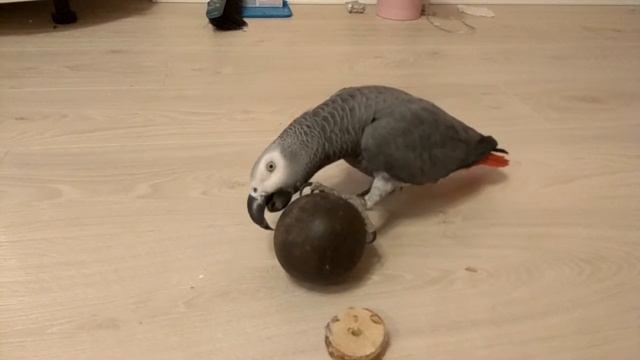 Мисочка и ядро смотреть онлайн