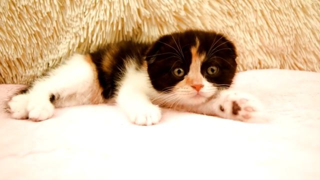 СЛИВКИ SHOW  ПОДАРИЛ МНЕ КОТЁНКА ОТ КУКИ -  SlilkiShow CAT KUKI - Юрий Янив мой брат