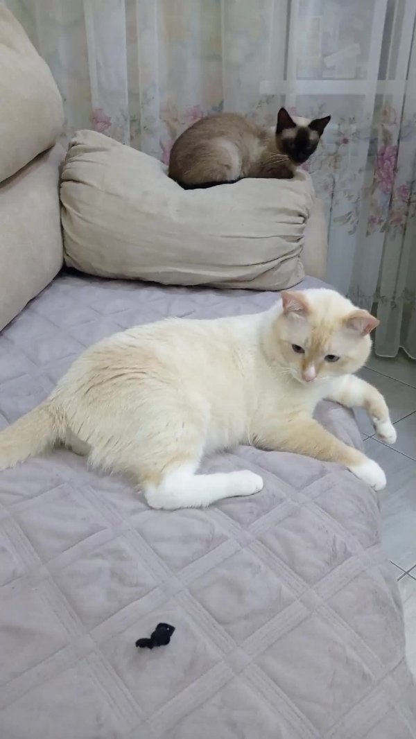 Полуночники