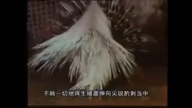 Porcupine Mating Documentary