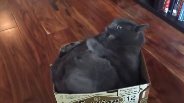 Смешные коты, котики, котята #4 смотреть онлайн