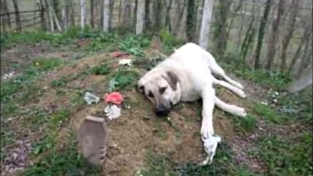 Когда сын пришел навестить могилу отца, он увидел там собаку и расплакался смотреть онлайн
