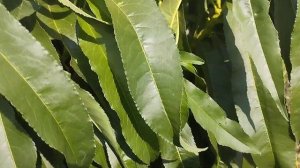 Как формировать и обрезать колоновидный персик